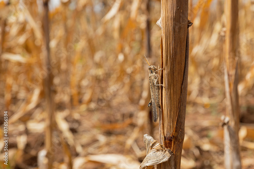 grasshopper in a cornfield photo