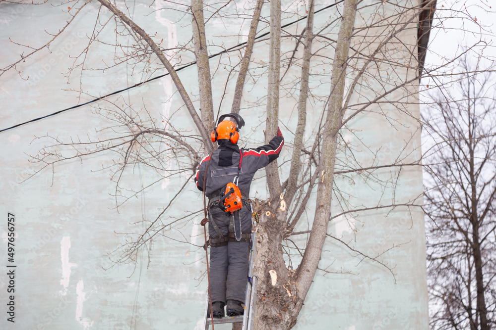 An arborist cuts down emergency trees in a preschool. Tree Surgeon