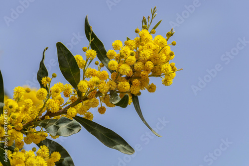 Yellow flowers of a flowering Cootamundra wattle Acacia baileyana tree closeup on a blurred background photo