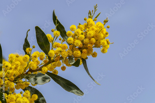Obraz na płótnie Yellow flowers of a flowering Cootamundra wattle Acacia baileyana tree closeup on a blurred background w salonie
