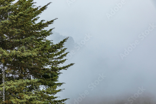 Pine tree on the left side with fog on the right side photo
