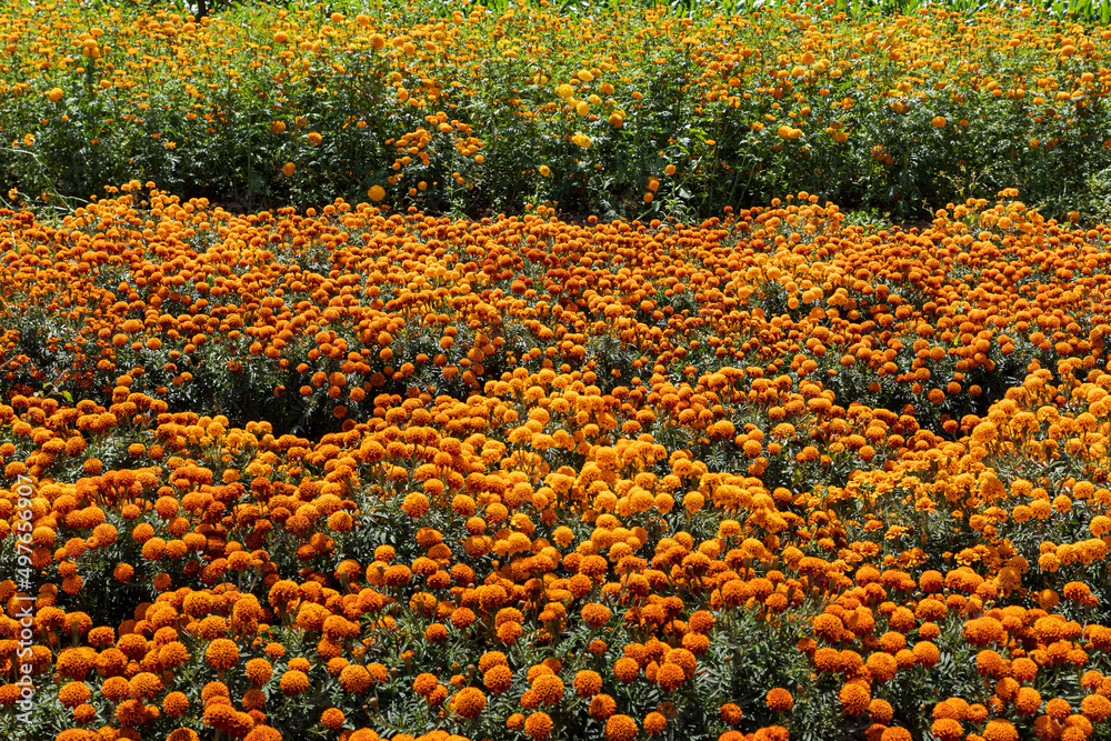 Horizontal field of Day of the dead flowers Stock Photo | Adobe Stock
