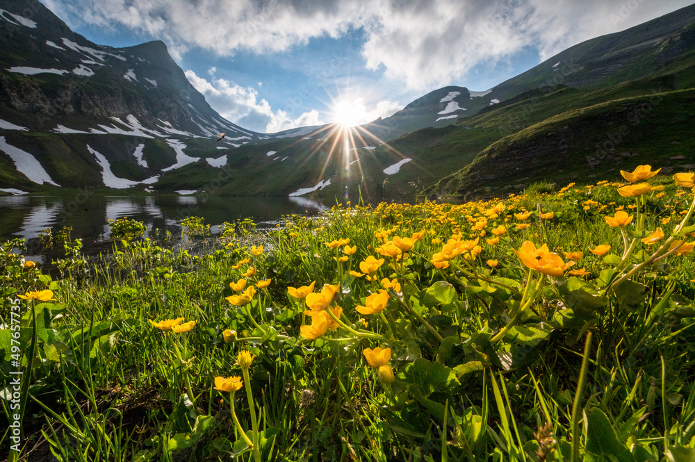 Fototapeta premium spring with yellow alpine wild flowers at a mountain lake