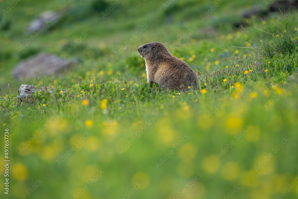 marmot in a alpine meadow near Grindelwald in the Swiss Alps marmot in a alpine meadow near Grindelwald in the Swiss Alps