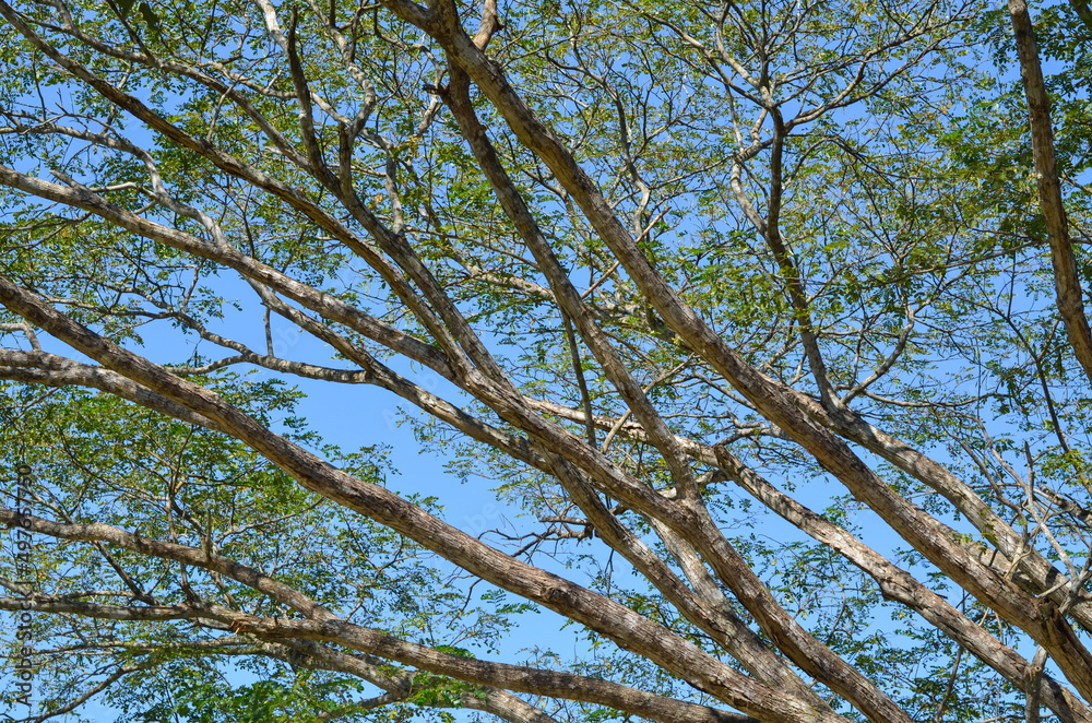 Fototapeta premium branches of a big tree with blue sky