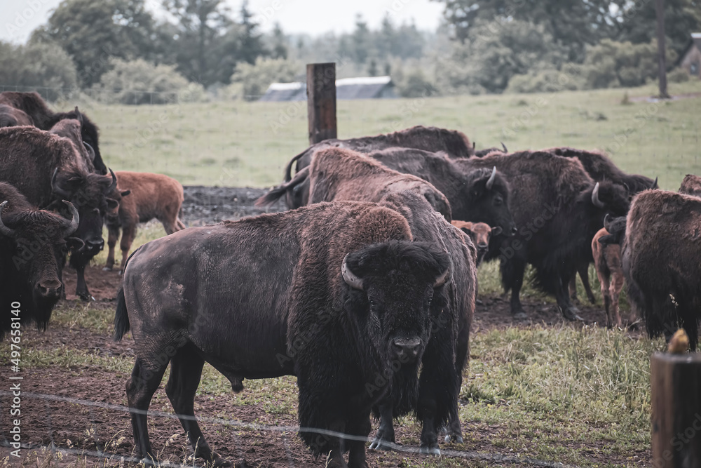 Bison farm view in Lithuania. Large dark haired animals in a field. Scary horned mammals in the outdoors. Selective focus on the details, blurred background.