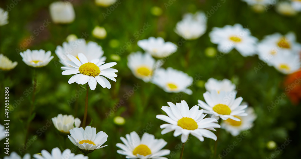 Fototapeta premium flowers in the garden