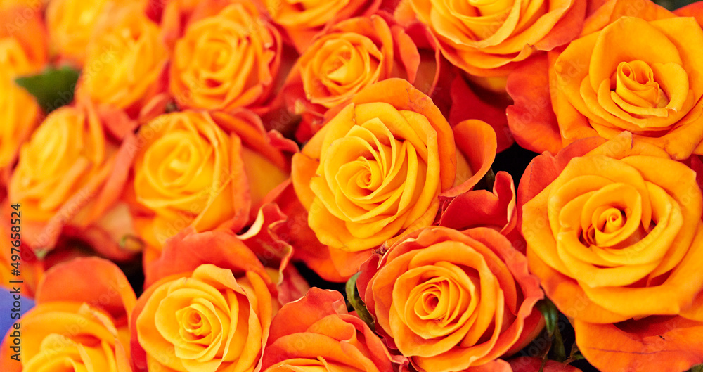 orange roses background orange roses background