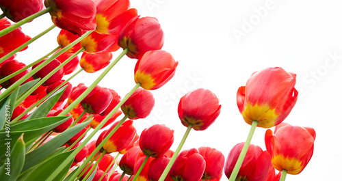 Bild auf Leinwand red tulips in the garden