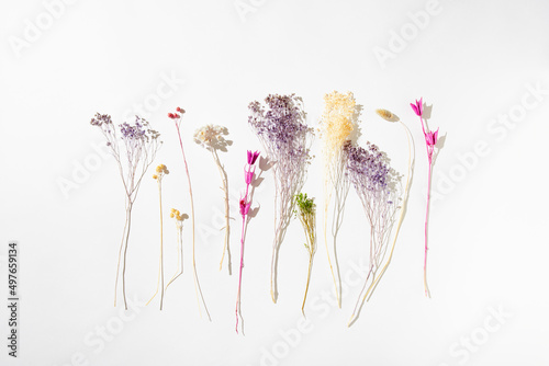 Dried Flowers on White in Grouping  photo