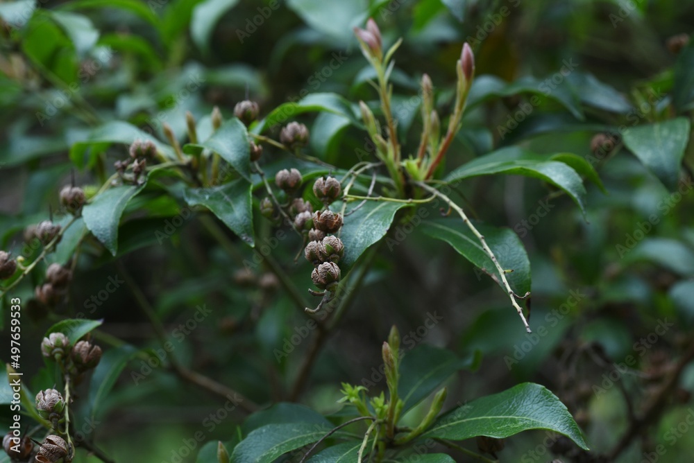 Capsules of Japanese andromeda. Ericaceae evergreen shrub poisonous plants. Many pot-shaped white florets bloom in spring and 5 capsules split in autumn. Capsules of Japanese andromeda. Ericaceae evergreen shrub poisonous plants. Many pot-shaped white florets bloom in spring and 5 capsules split in autumn.