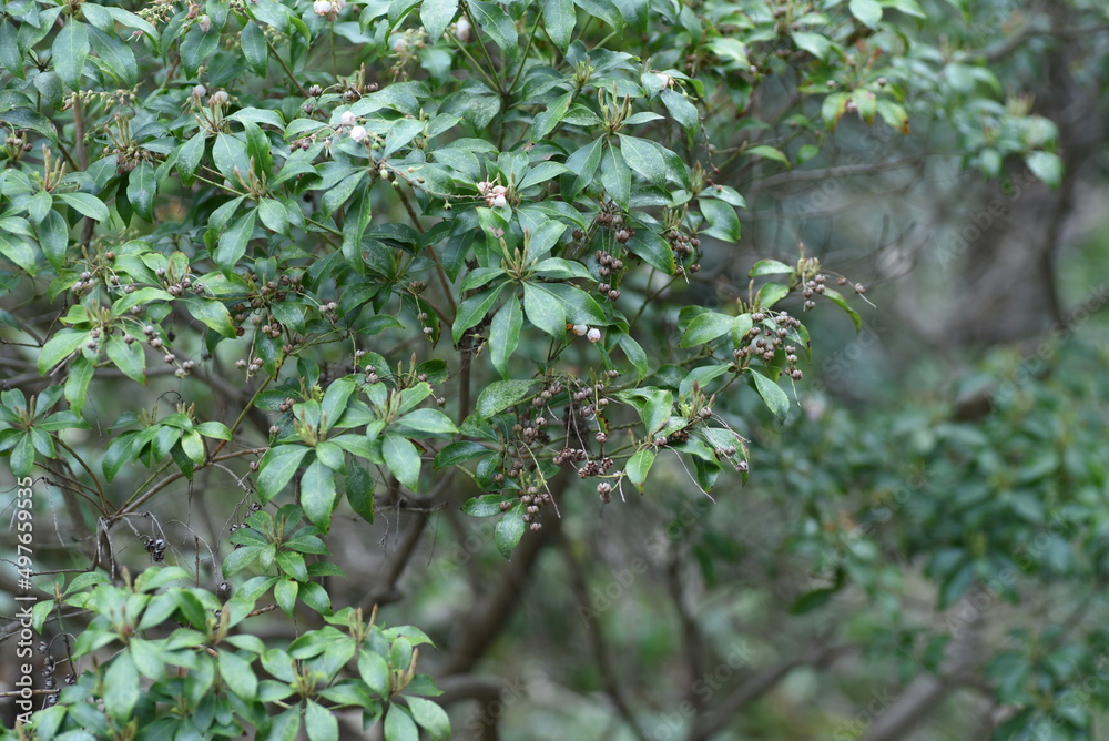 Obraz premium Capsules of Japanese andromeda. Ericaceae evergreen shrub poisonous plants. Many pot-shaped white florets bloom in spring and 5 capsules split in autumn.