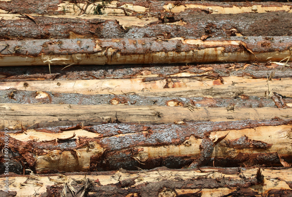background of many cutted trunks with bark background of many cutted trunks with bark