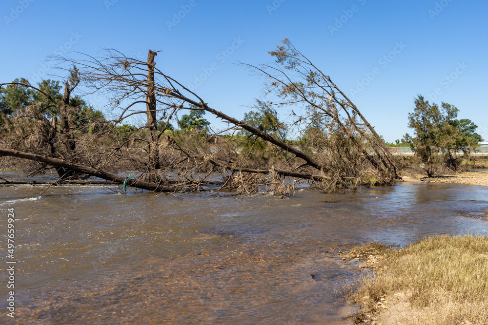 fallen dead trees flood damage