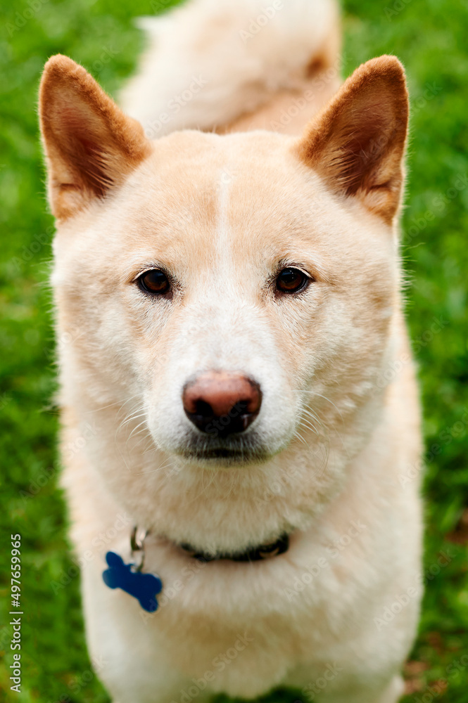 Shiba inu dog standing on grass outdoors Shiba inu dog standing on grass outdoors