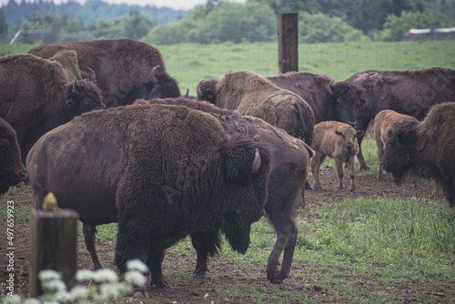 Bison family in an outdoor farm. Large brown horned animals grazing in a green field in Lithuania in summer. Selective focus on the details, blurred background.