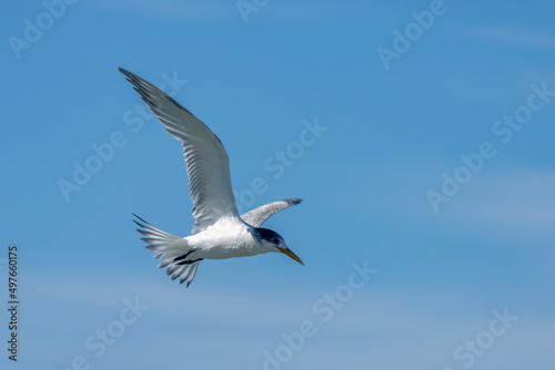 Tern in flight © Libby