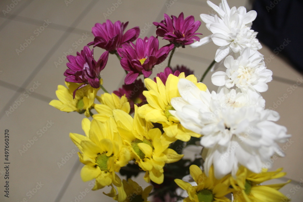variety of chrysanthemums in a vase; purple chrysanthemums, yellow chrysanthemums, white chrysanthemums variety of chrysanthemums in a vase; purple chrysanthemums, yellow chrysanthemums, white chrysanthemums