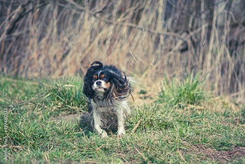 Small dirty dog in motion. King Charles Cavalier Spaniel in a green meadow on a sunny spring morning. Selective focus on the details, blurred background.