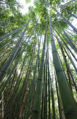 view of the asian bamboo forest photographed from below with the tall trunks of the trees