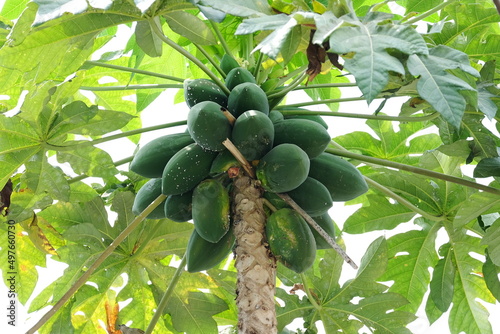 Papaya Tree 