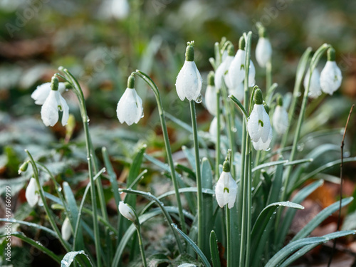 Snowdrops in early spring