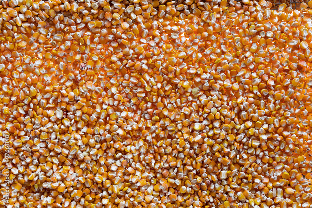 Texture of the abundance of yellow corn Texture of the abundance of yellow corn