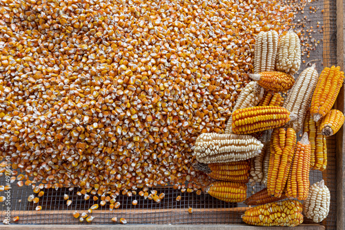 abundance of yellow corn with corn next to it photo