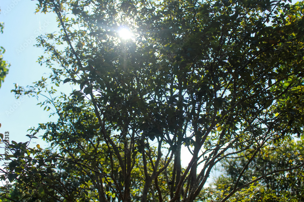 Fototapeta premium sun beams through trees