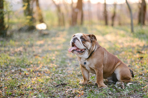 English bulldog in a forest photo