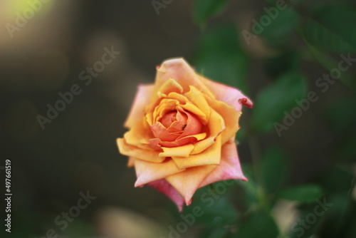 orange rose blooms in the garden