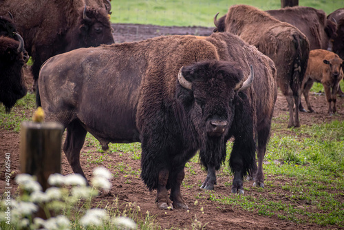 Large bison male in front of a herd. Brown horned mammal in a green field. Scary wild animal in Lithuania. Selective focus on the details, blurred background.