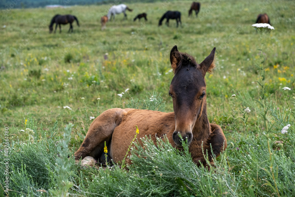 Fototapeta premium foal in the meadow