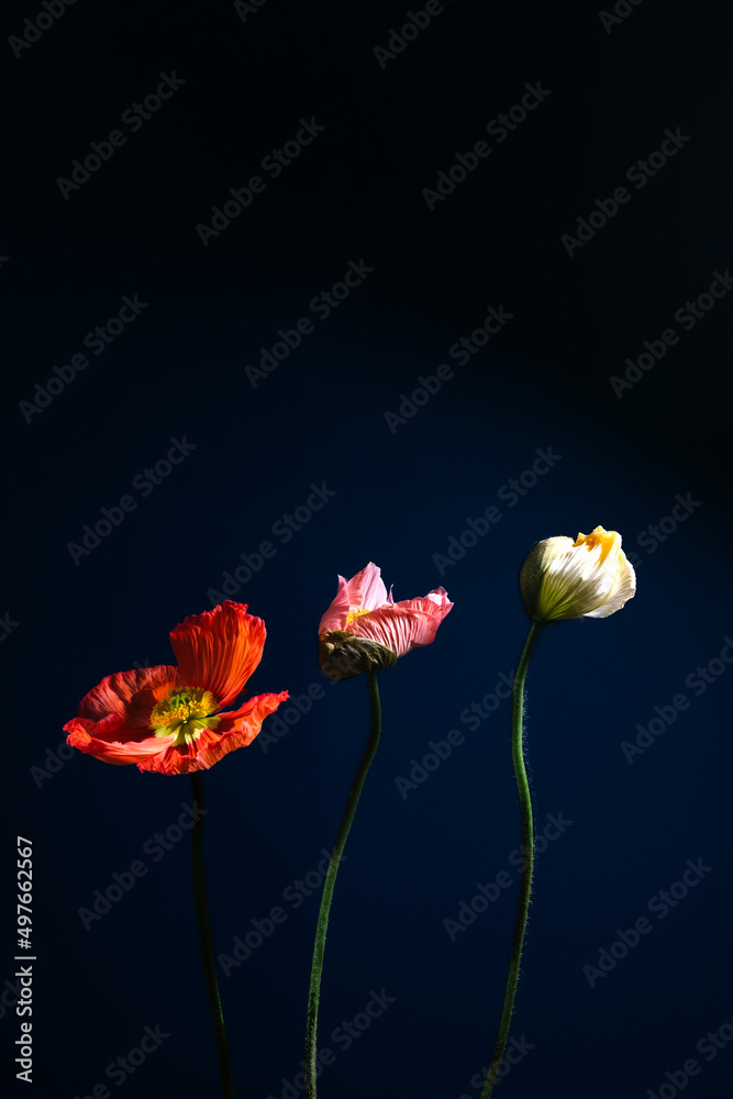 THREE POPPIES ON A NAVY BLUE BACKGROUND