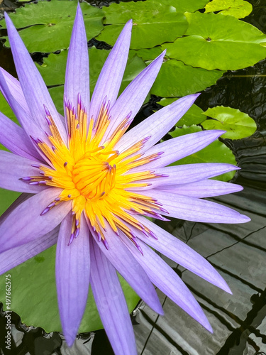 Water lilly flower yellow and purple