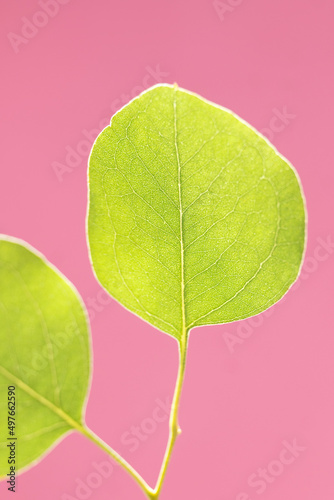 Eucalyptus leaf photo