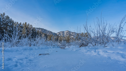 A path was trodden in the snow-covered valley. Frosted bushes on the sides of the trail. Mountain range and coniferous forest against the blue sky. Altai