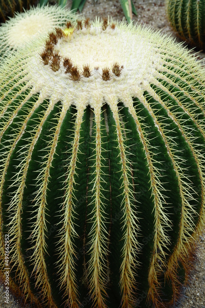 cactus and thorn cactus and thorn