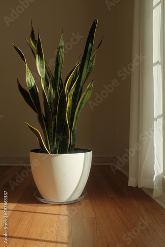 House plant basking in the sun.