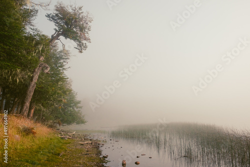 Foggy shoreline of lake photo