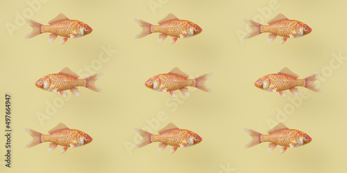Repeating patterns: goldfish photo
