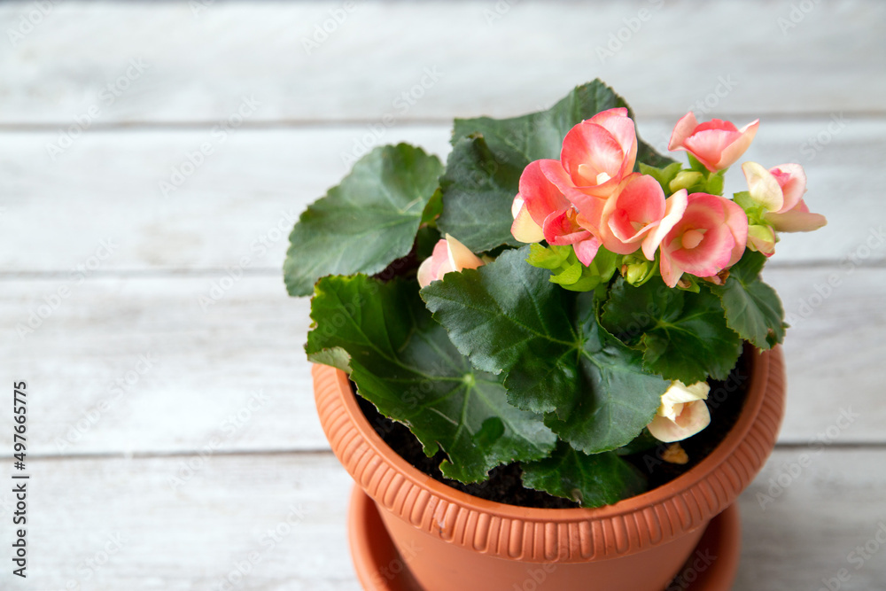 Pink begonia elatior in a pot. House plants, hobby.