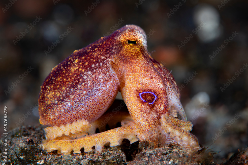 Obraz premium Octopus Mototi or Poison Ocellate Octopus - Amphioctopus siamensis. Underwater macro life of Tulamben, Bali, Indonesia.
