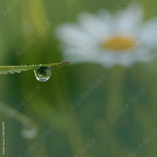 blade of grass with drops of dew and a marguerite reflecting in it