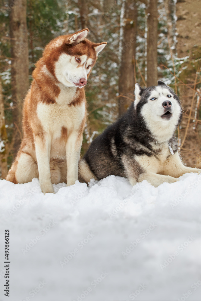 Cute couple of Siberian huskies dogs sit in winter forest