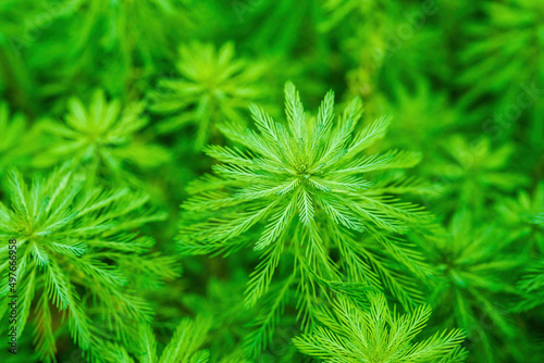 Close-up view of pine branches and pine leaves of pine tree