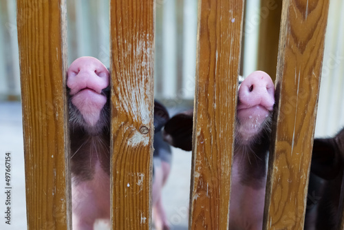 Piglets on the farm