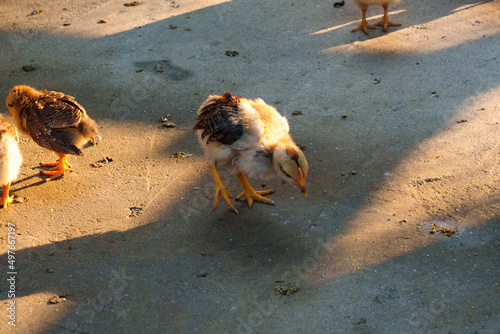 chicks on the farm photo