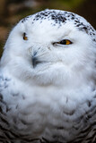 Snowy Owl in profile