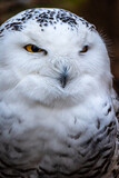 Snowy Owl in profile
